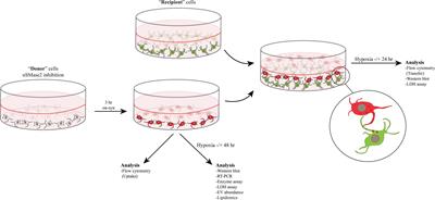 Inhibition of nSMase2 Reduces the Transfer of Oligomeric α-Synuclein Irrespective of Hypoxia